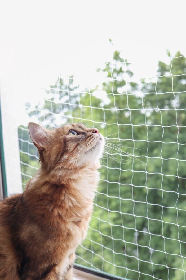 Siatka do okna dla kota